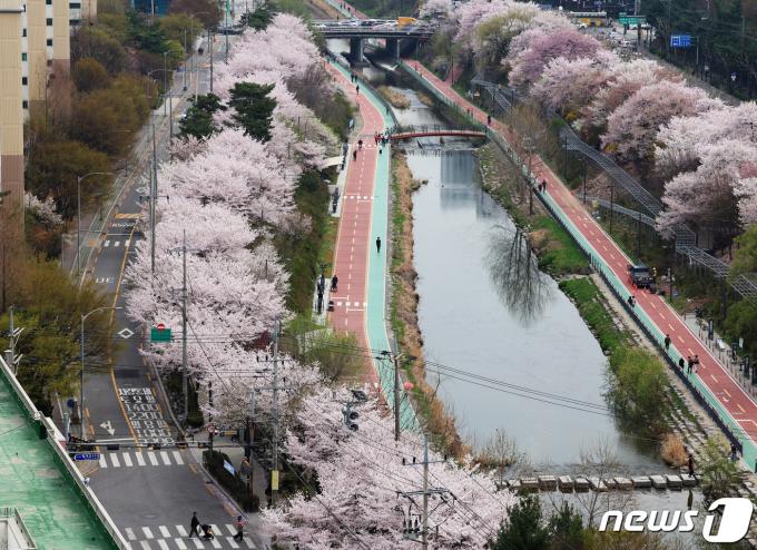 포근한 봄 날씨를 보인 6일 오후 서울 노원구 월계동 초안산 수국동산 인근 우이천변으로 벚꽃이 만개해 있다. (노원구 제공) 2024.4.6/뉴스1