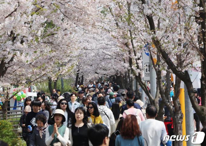 [사진] 인산인해 이룬 여의도 벚꽃길