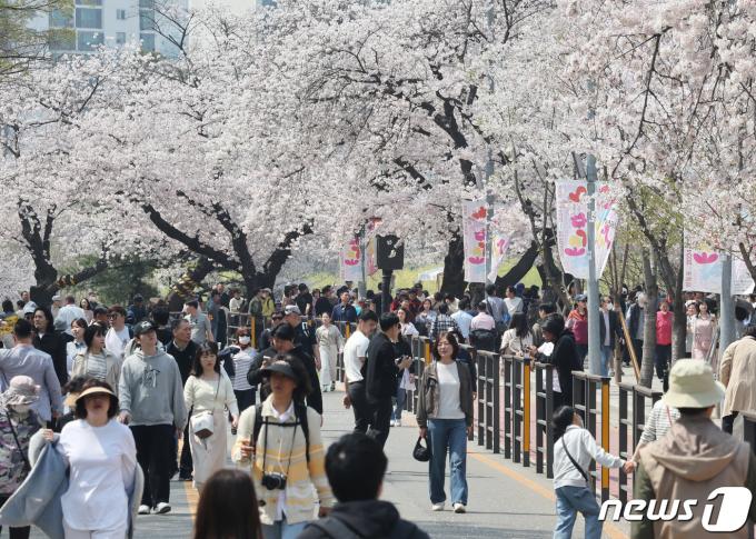 [사진] 봄기운 물씬 '벚꽃 나들이'