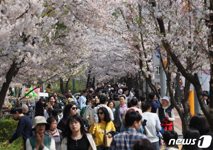 [사진] 인산인해 이룬 여의도 벚꽃길