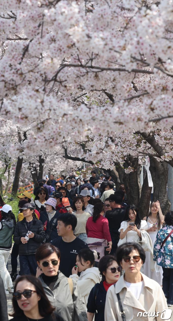 [사진] 벚꽃 나들이