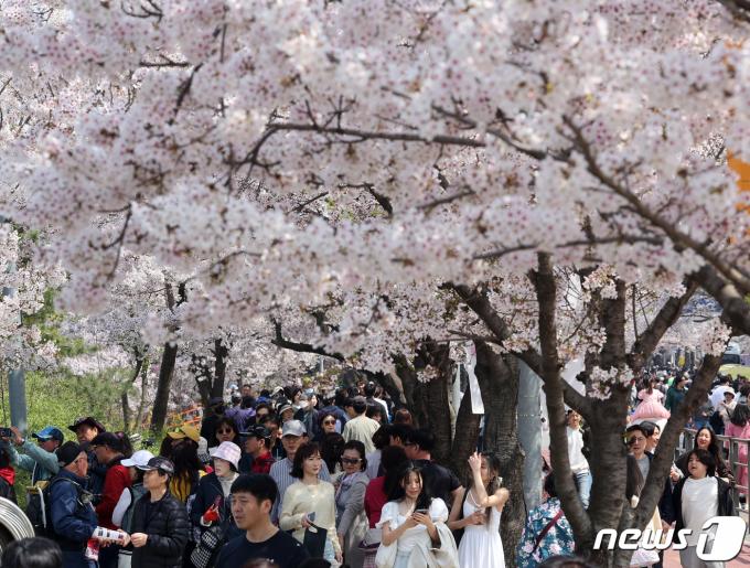 [사진] 벚꽃 나들이