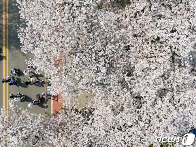 [사진] 벚꽃 아래 봄날