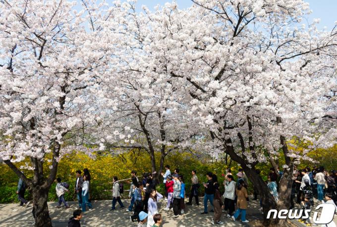 [사진] 주말 나들이객 몰린 여의도 '벚꽃 감상'