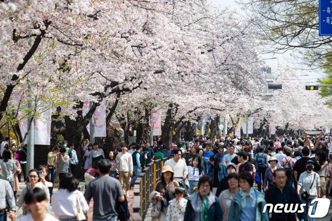 [사진] 지금 여의도는 '벚꽃 절정'