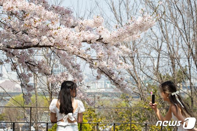 [사진] '벚꽃과 함께'