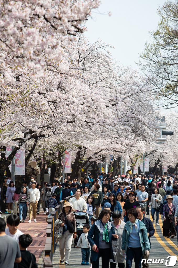 [사진] 상춘객으로 붐비는 여의도 봄꽃축제