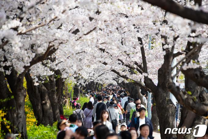 주말인 7일 서울 영등포구 여의서로(윤중로)를 찾은 상춘객들이 만개한 벚꽃 아래를 거닐며 봄을 만끽하고 있다. 2024.4.7/뉴스1 ⓒ News1 유승관 기자
