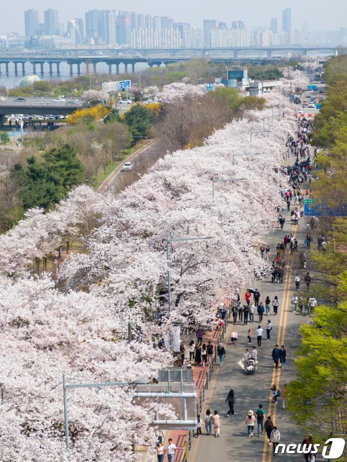 주말인 7일 서울 영등포구 여의서로(윤중로)를 찾은 상춘객들이 만개한 벚꽃 아래를 거닐며 봄을 만끽하고 있다. 2024.4.7/뉴스1 ⓒ News1 유승관 기자