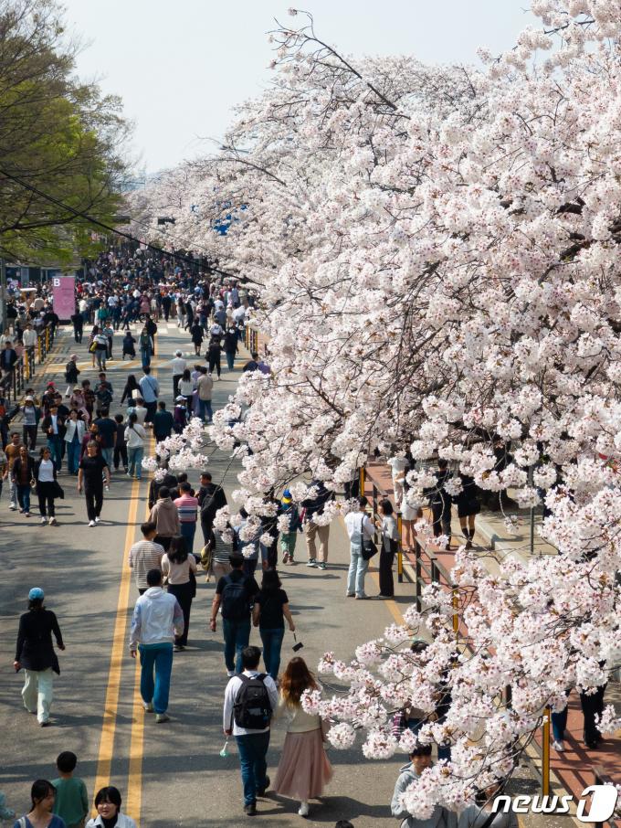주말인 7일 서울 영등포구 여의서로(윤중로)를 찾은 상춘객들이 만개한 벚꽃 아래를 거닐며 봄을 만끽하고 있다. 2024.4.7/뉴스1 ⓒ News1 유승관 기자