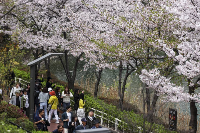 제22대 국회의원 선거 당일인 4월10일 낮 최고 21도로 포근한 날씨가 예상된다. 사진은 지난 7일 서울 여의도 윤중로 벚꽃길에서 봄나들이를 하고 있는 시민들. /사진=뉴스1