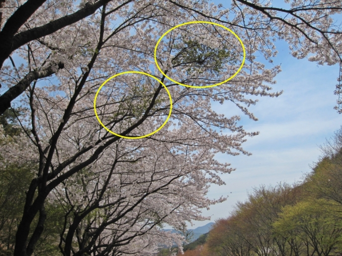 전국에 벚나무 빗자루병이 확산하며 벚꽃이 드문드문 피는 현상이 나타나고 있다. /사진=국립산림과학원 난대·아열대산림연구소