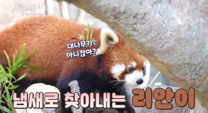 서울대공원에 래서 판다 삼총사가 일반에 공개됐다. /사진=서울대공원TV 캡처