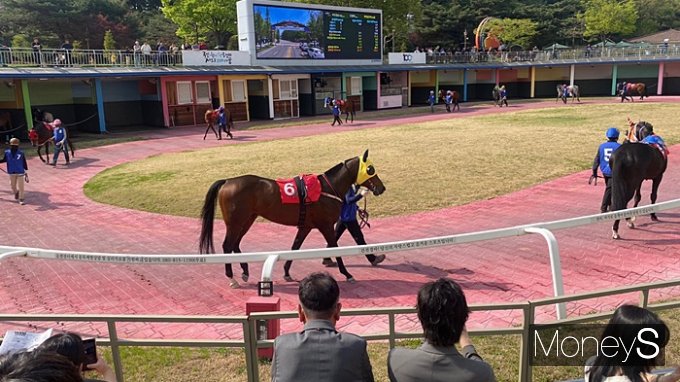 MZ세대들이 렛츠런파크 서울(과천경마공원)의 새로운 고객층으로 떠오르고 있다. 사진은 렛츠런파크 서울에서 경주마(6번) '어마어마'가 예시장을 천천히 돌고 있는 모습. /사진=정수현 기자 