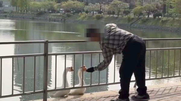 한 남성이 건국대 캠퍼스 내에서 거위를 폭행한 혐의로 경찰 조사를 받고 있다. 사진은 거위의 머리를 폭행하는 남성. /사진=동물자유연대
