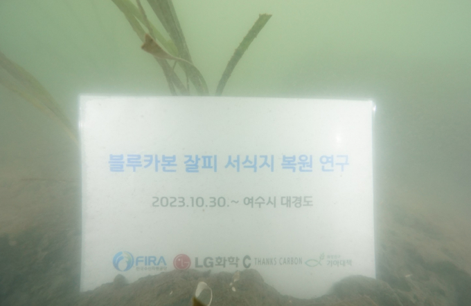 LG화학이 잘피 서식지 해양 생태계 복원 사업 추진 현황 등을 공개했다. 사진은 블루카본 잘비 서식지 복원 연구 배너. /사진=LG화학-한국수산자원공단