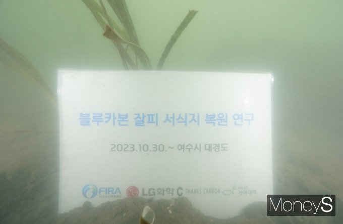LG화학은 지난해 10월 한국수산자원공단, 땡스카본, 희망친구 기아대책 등과 함께 지속가능한 바다 생태계를 구축하기 위해 전남 여수 앞바다 대경도 인근에 잘피 5만주를 이식했다/사진=LG화학 제공.