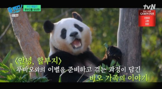 푸바오 가족의 이야기가 영화로 제작된다. /사진='유퀴즈 온 더 블럭' 방송캡처