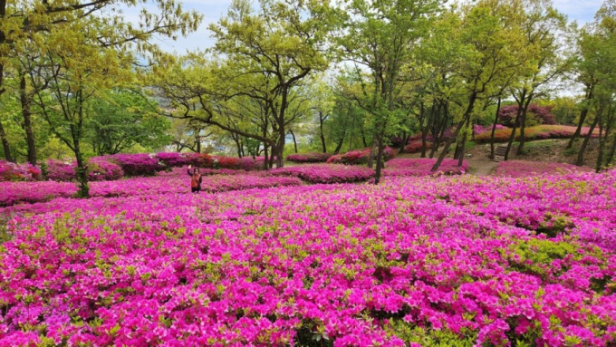 파주 월롱면 철쭉동산. / 사진제공=퍼주시