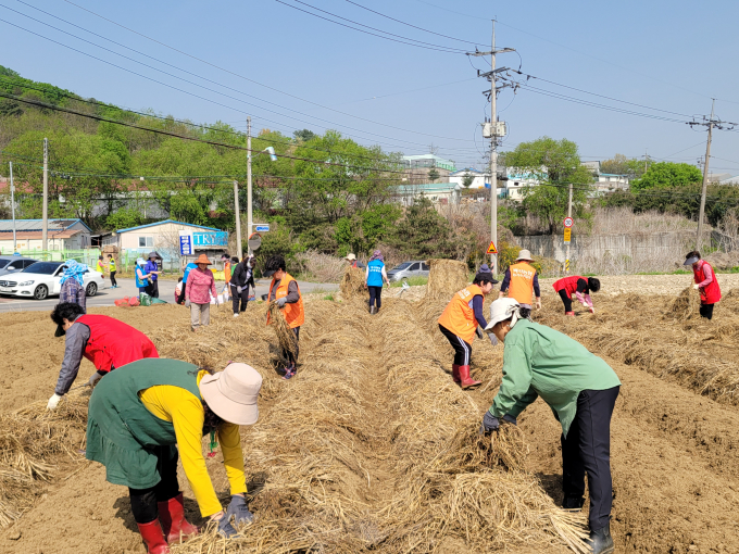 NH농협 양주시지부와 백석농협이 양주시 농가주부모임과 함께 생강 파종 일손 돕기(사진) 및 영농폐기물 수거활동을  실시했다. /사진제공=양주시 