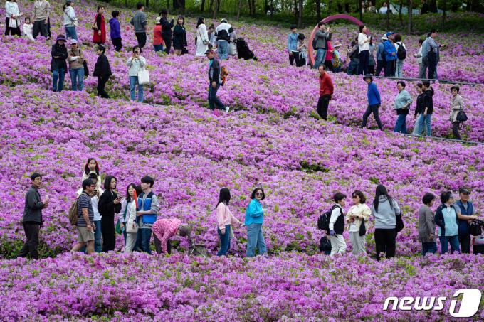 [사진] 핑크빛 철쭉 속으로