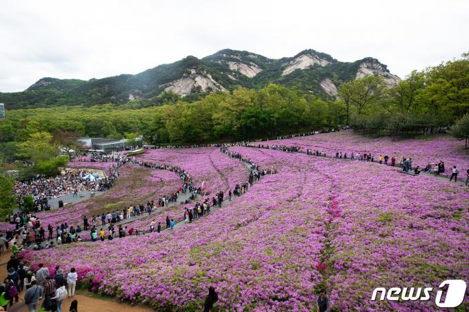 [사진] 불암산 자락의 '철쭉동산'