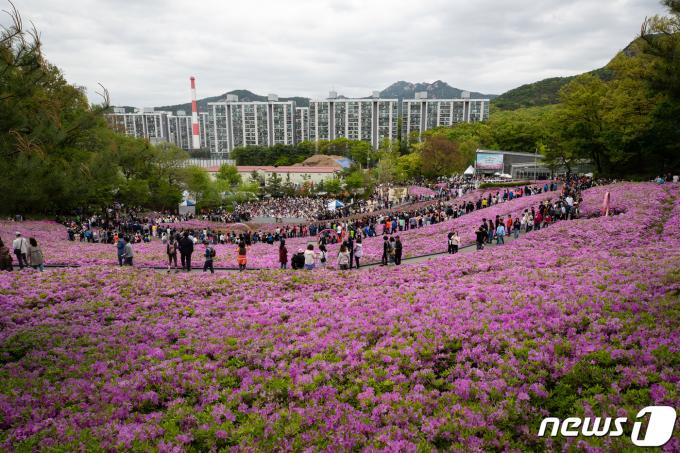 [사진] 도심 속 철쭉동산