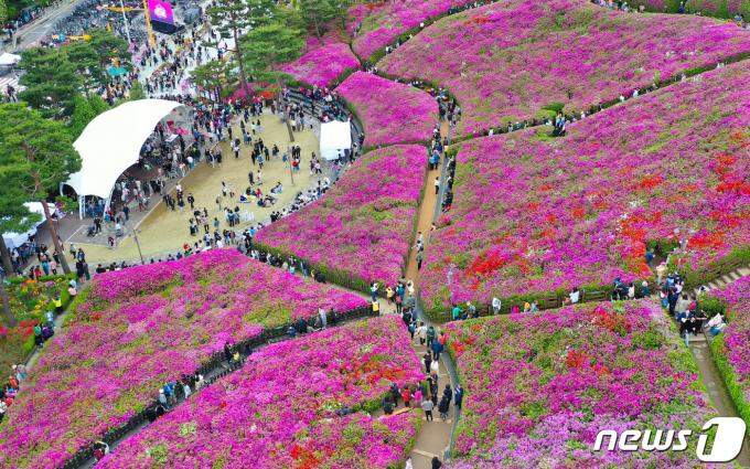 [사진] 군포 철쭉축제 찾은 나들이객들