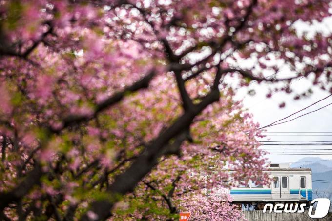 일본의 벚꽃나무. <자료 사진>2024.02.20 ⓒ AFP=뉴스1 ⓒ News1 정지윤 기자