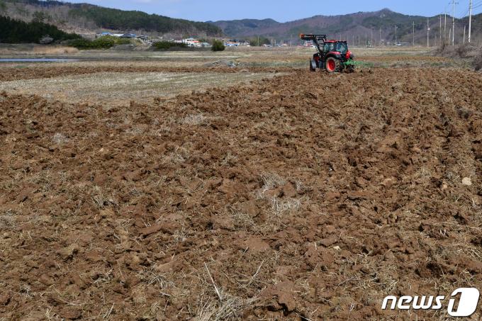3월 경북 포항시 남구 장기면 논에서 농민이 트렉터로 논을 갈고 있다. ⓒ News1 최창호 기자