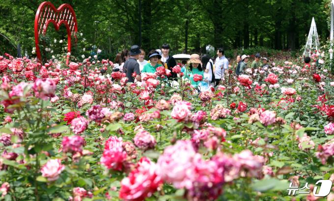 [사진] 장미향기 가득한 고양국제꽃박람회
