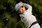 고진영이 LPGA 투어 JM 이글 LA 챔피언십 공동 4위에 자리했다. /사진= 로이터