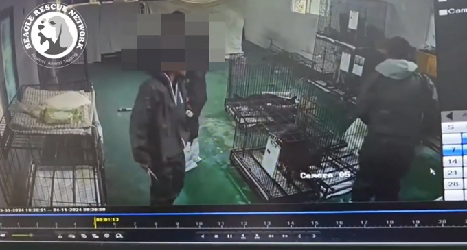 지난달 경남 밀양시의 위탁을 받은 한 동물보호센터가 '동물보호법'을 위반해 안락사를 진행했다는 사실이 드러났다./사진=비글구조네트워크 블로그 갈무리