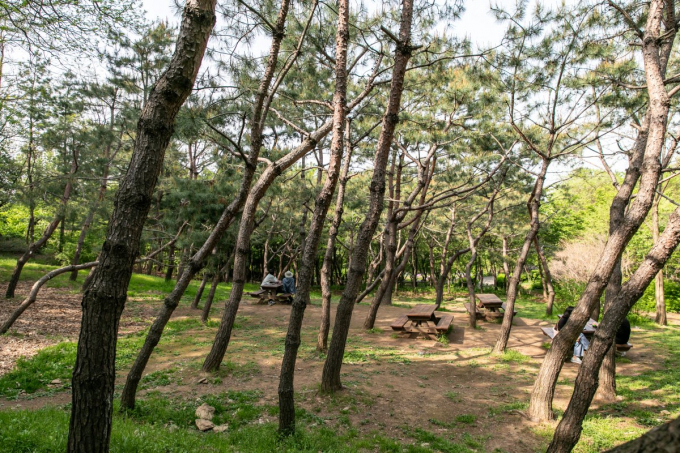 대모산 숲길 전경. /사진=서울관광재단