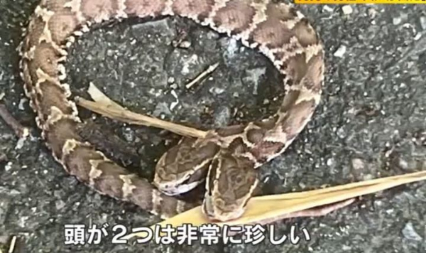 일본 후쿠오카현에서 머리가 두 개 달린 뱀이 발견됐다. 사진은 일본에서 발견된 머리가 두 개 달린 뱀. /사진=뉴시스(일본 TNC뉴스 캡처)