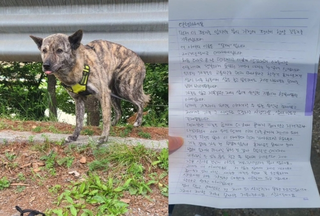 시한부 판정을 받아 키우던 반려견을 어쩔 수 없이 유기한다는 견주가 세상을 떠났다는 소식이 알려졌다. /사진=동물보호단체 LCKD 인스타그램 캡처  