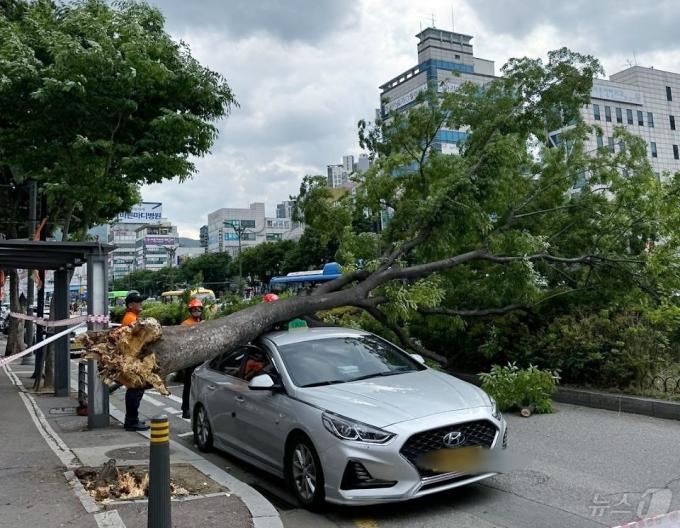 [사진] 강풍에 쓰러진 가로수…정차 중인 택시 덮쳐