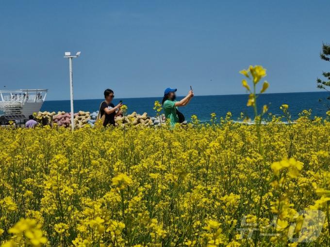 [사진] 봄꽃 핀 바다 배경으로 한컷