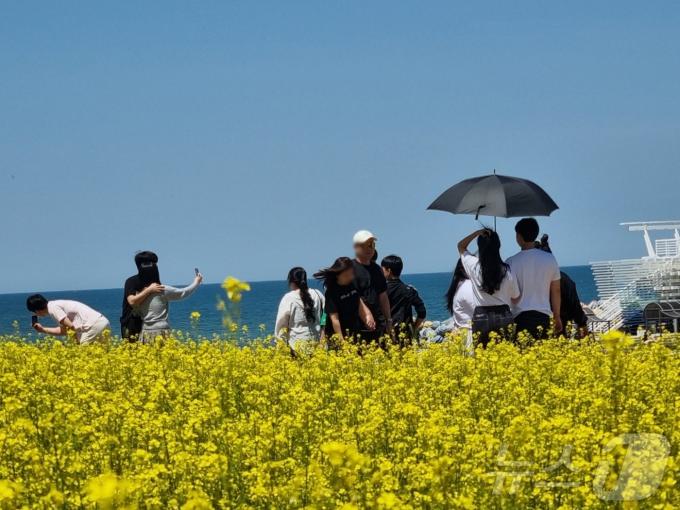 [사진] 유채꽃과 바다