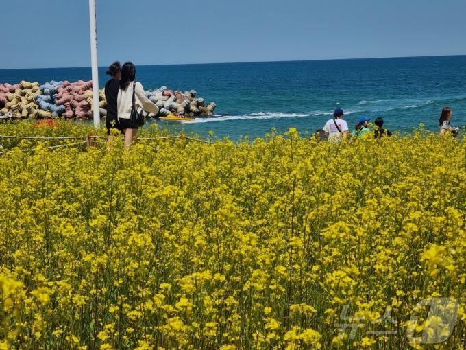 [사진] 유채꽃과 바다