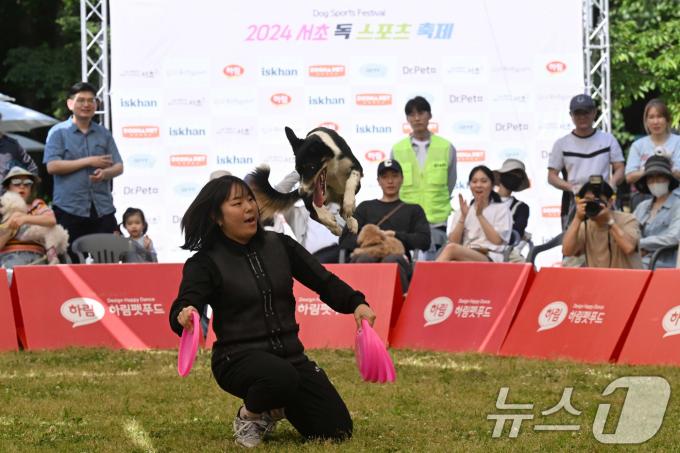 [사진] 반려견과 호흡하는 '독 디스크 대회'