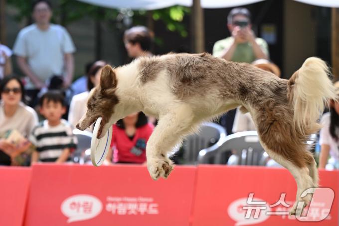 [사진] 2024 서초 독 스포츠 축제