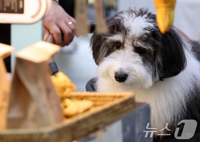 [사진] '간식이 먹고 싶어요'