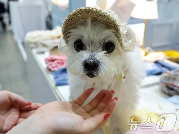 [사진] 반려견 '나도 패셔니스타'