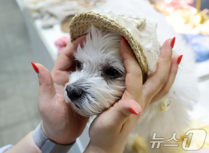 [사진] '모자 사주세요'