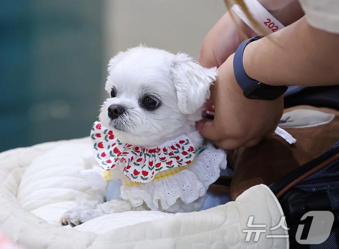 [사진] '오늘은 꽃단장 하는 날'