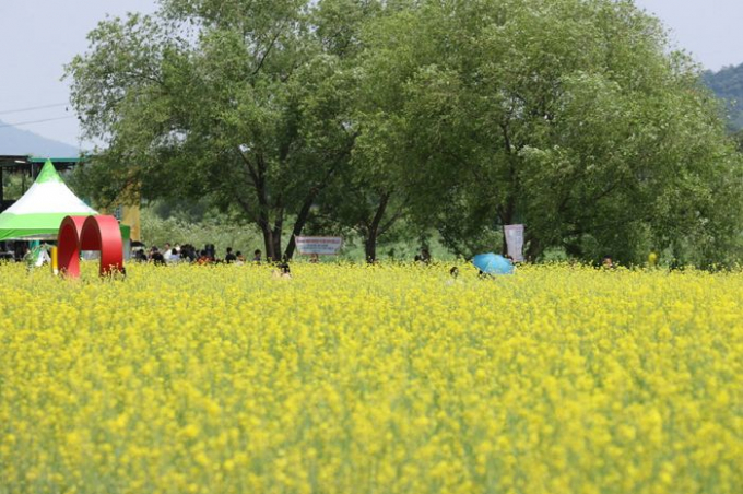 유채꽃 만발한 고양 창릉천 강매석교공원 전경. / 사진제공=고양특례시