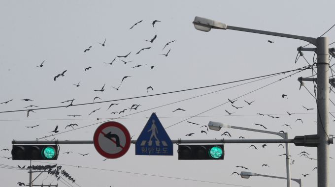 최근 도심 한복판에서 까마귀가 나타나 사람들을 공격하는 사례가 잇따라 보고되고 있다. 사진은 기사와는 무관한 자료사진. /사진=뉴스1