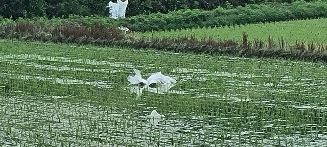 경북 의성군 다인면 서능리 논에 북한 풍선이 날라와 있다./사진제공=독자