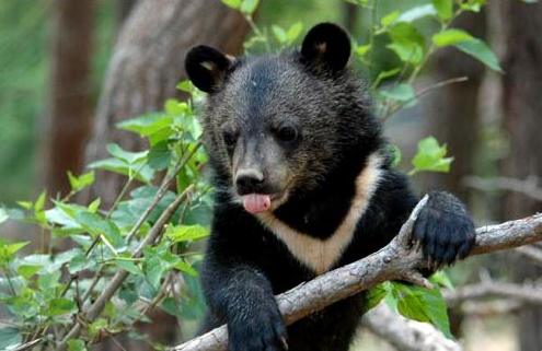 최근 지리산 연하천 대피소 인근에서 한 등산객이 멸종위기 야생동물 1급인 반달가슴곰을 마주친 영상을 공개한 가운데, 관계 당국이 "정해진 탐방로를 이용해 달라"며 주의 사항을 전달했다. /사진=뉴스1